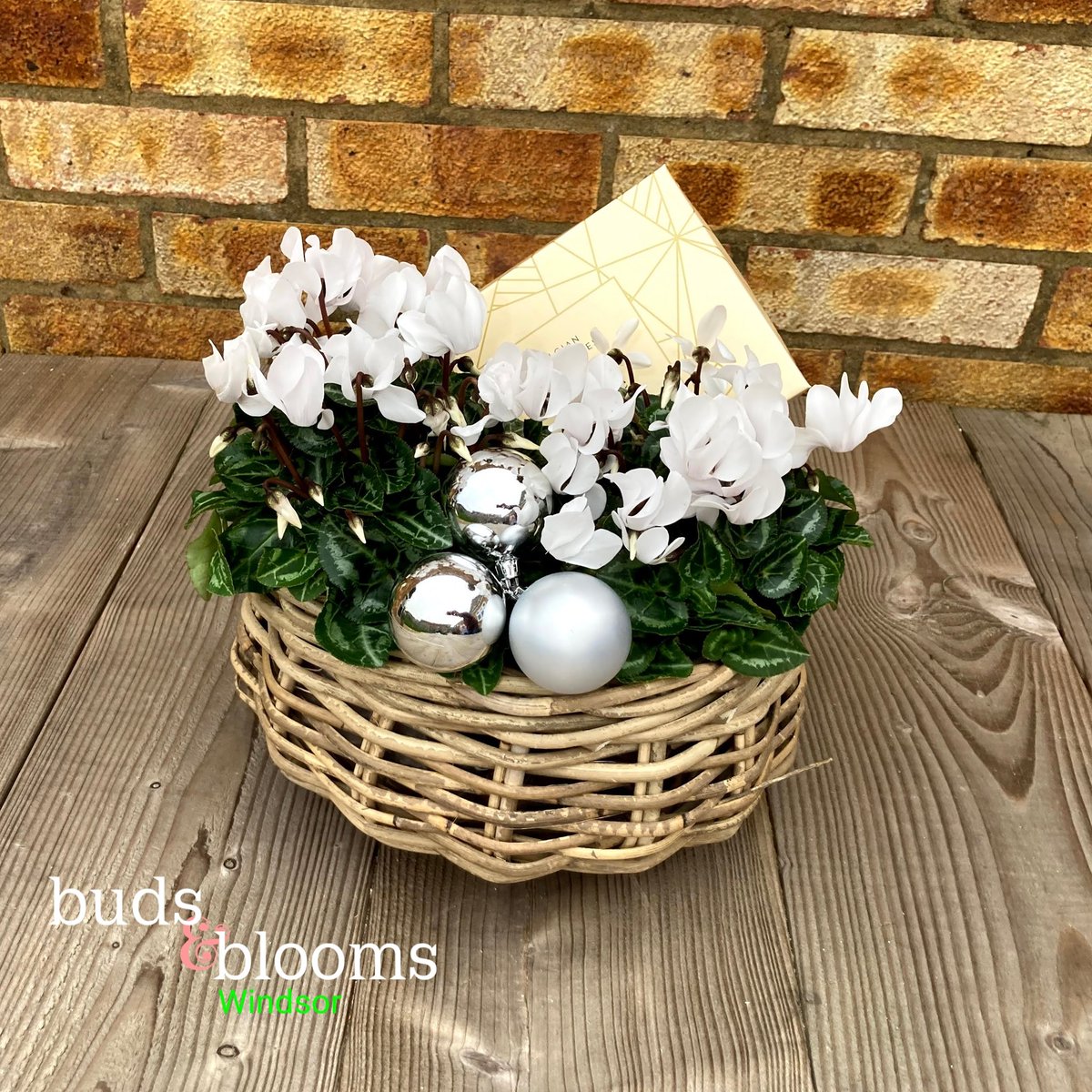 BBFwindsor's tweet photo. A nice little festive keepsake plant complete with #belgiumchocolates 
#welovedeliveringsmiles #christmasgifts https://t.co/mgVwYjvo0S