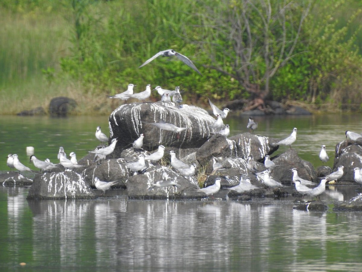नवी मुंबई, खारघरच्या खाडी किनाऱ्यावर देश  विदेशी पक्षांची रेलचेल    
असून दुर्मिळ पक्षाचे दर्शन घडत असल्याने नवीन पेक्षणीय ठिकाण उदयास येत आहे.  

#shores #KhargharBay #foreignbirds #NorthAmerica #Europe #NorthAsia #Nepal #Tibet #Ladakh #golfcourse #CentralPark #CIDCO