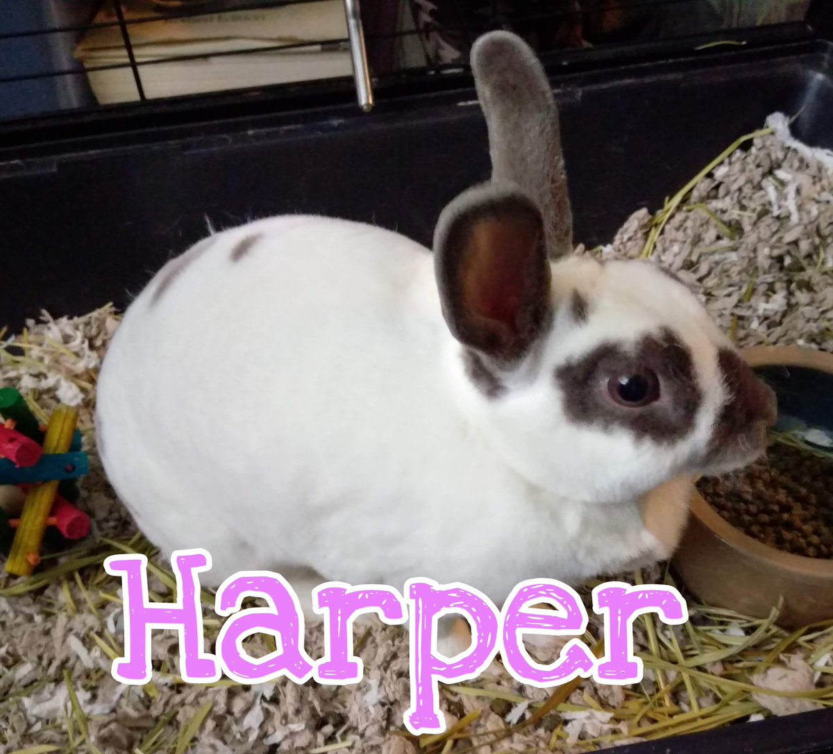 araney9787's tweet photo. @EITMonline I took in a rabbit for a friend because her husband and her were being transferred to Germany with the Army and if they wanted to take the rabbit with them, she would've been placed in quarantine for 6 months because of being classified as exotic. https://t.co/fjimTm1KZB