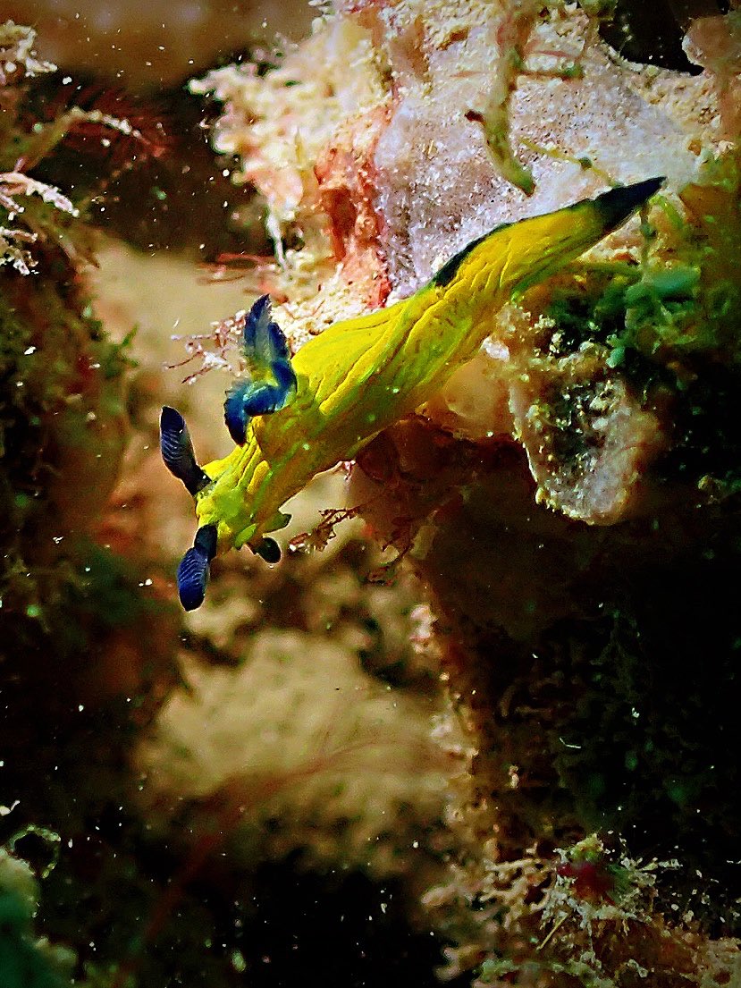 cherrywyr's tweet photo. Surprisingly amazing dives at Pulau Hantu! Nudi https://t.co/xcmFYQ5vda