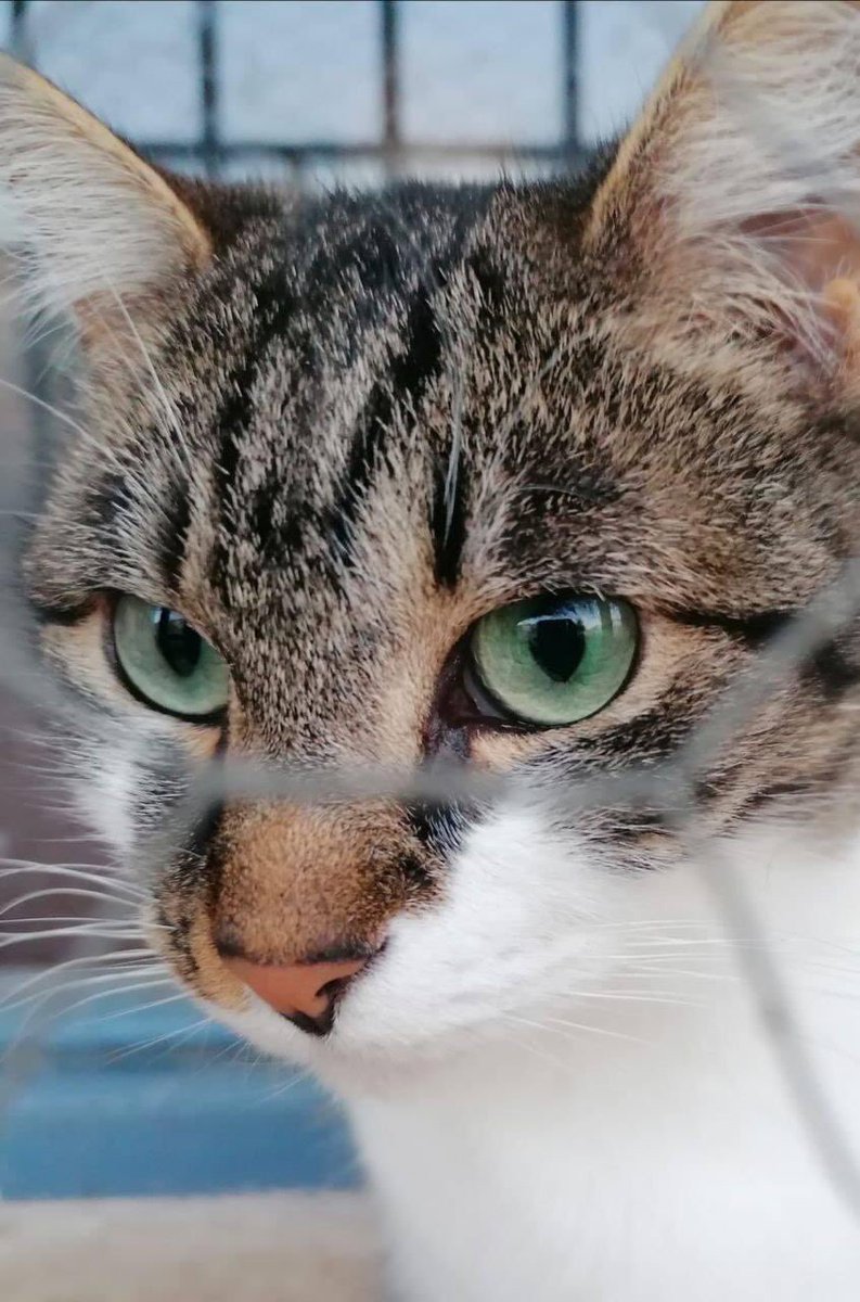 Desde Infantes con amor!!
Karla, la mirada gatuna!!
BUENAAS TARDES AMIGOOS!!!  #CiudadReal #Madrid