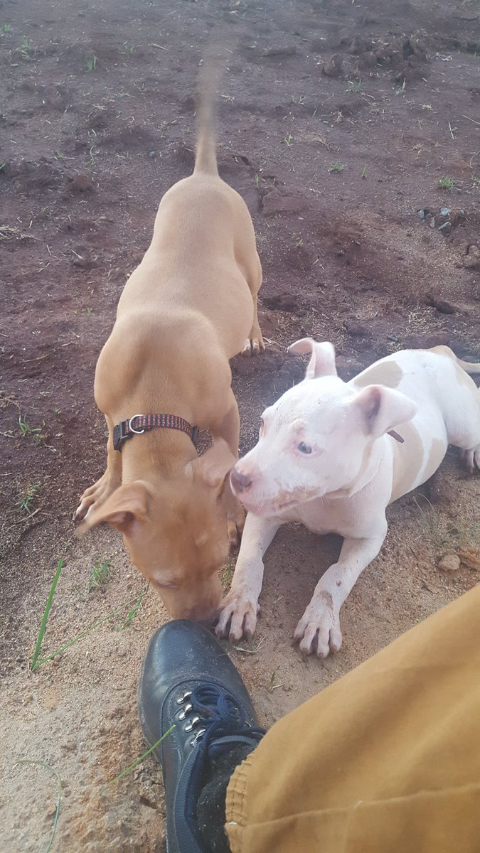 king_mthethwa's tweet photo. Help Us find 🕯Lesly and Morgan the two beautiful Male and female ,They were stolen today around 2am at Pretoria Rosslyn M17 they were sleeping when the intruder broke in. https://t.co/nSr3dH85eg