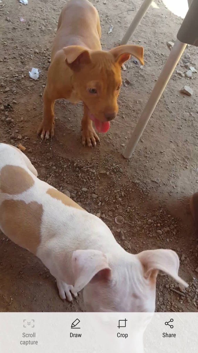 king_mthethwa's tweet photo. Help Us find 🕯Lesly and Morgan the two beautiful Male and female ,They were stolen today around 2am at Pretoria Rosslyn M17 they were sleeping when the intruder broke in. https://t.co/nSr3dH85eg