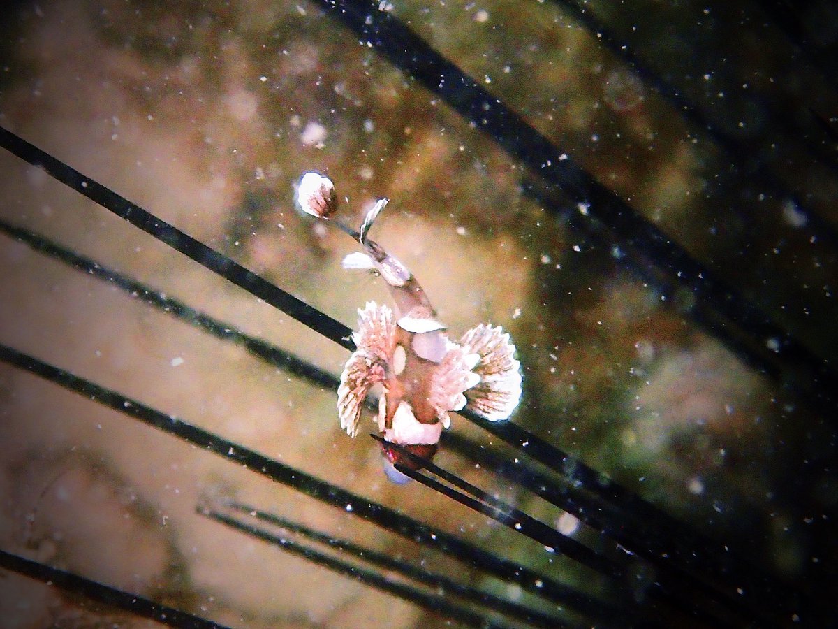 cherrywyr's tweet photo. 🐠&amp; 🦀 https://t.co/jSwbAUXRgL