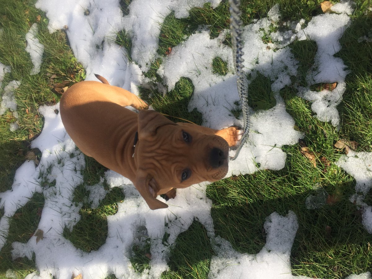590VOCM's tweet photo. Caller to @VOCMOpenline is looking for help finding Zeus.

10 week old puppy

Last seen in the area of Donovan St &amp; Michener Ave in @Mount_Pearl 

Zeus isn't wearing a collar &amp; might not know his name.

Any information can be forwarded to @RNC_PoliceNL 

709-729-8000

#nltraffic https://t.co/XVJ3AHKo1R