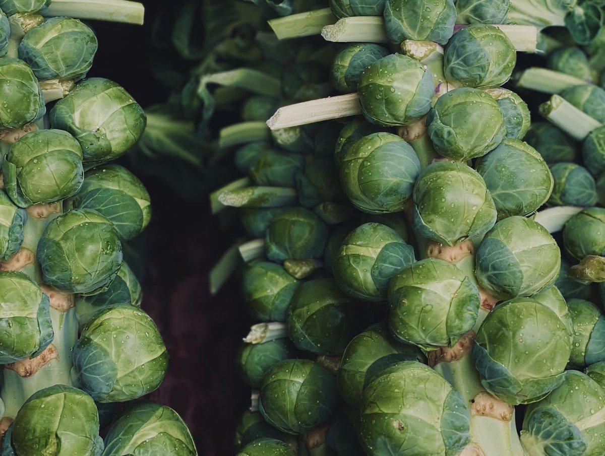 vgreengrocers's tweet photo. When these goodies come in we know ‘tis certainly the season!! 🎄 Beautiful brussel sprouts in their truest form just £2 a stalk, and the best Panettone for just 10 quid! Christmas is still on my lovelies!! It is what you make it, and we are making it hella festive 🌍🥰🙏🏼🤍 https://t.co/fIunNhR6JG