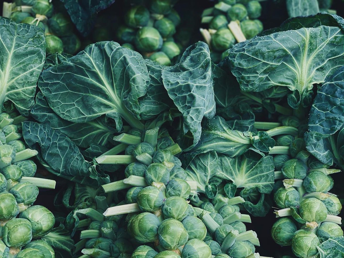 vgreengrocers's tweet photo. When these goodies come in we know ‘tis certainly the season!! 🎄 Beautiful brussel sprouts in their truest form just £2 a stalk, and the best Panettone for just 10 quid! Christmas is still on my lovelies!! It is what you make it, and we are making it hella festive 🌍🥰🙏🏼🤍 https://t.co/fIunNhR6JG