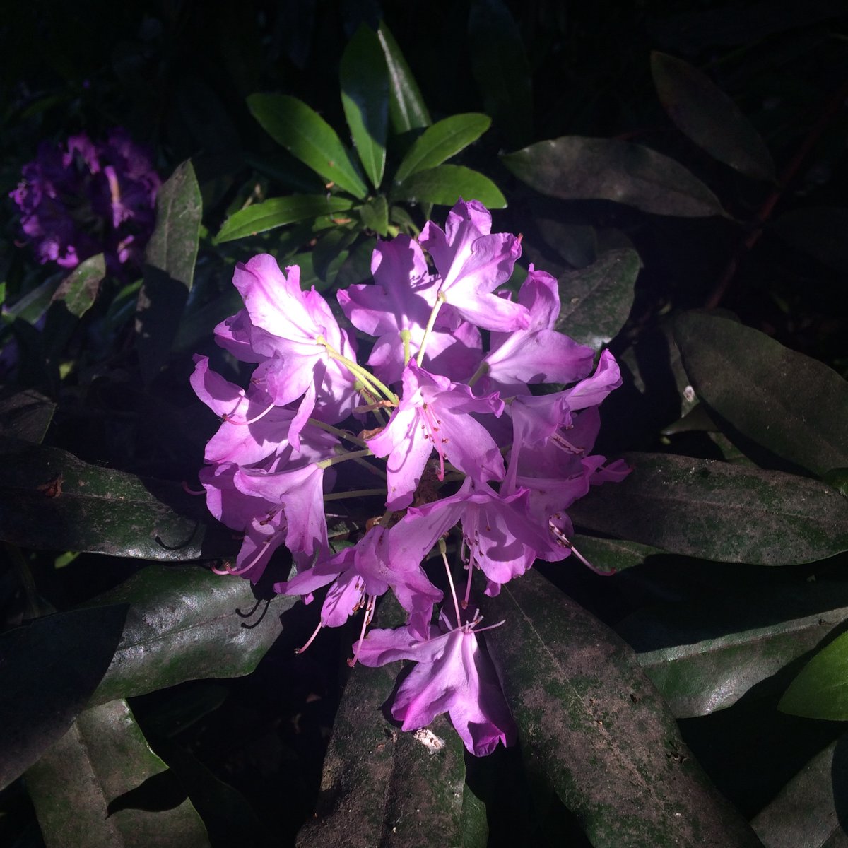 Leftovers tweet media