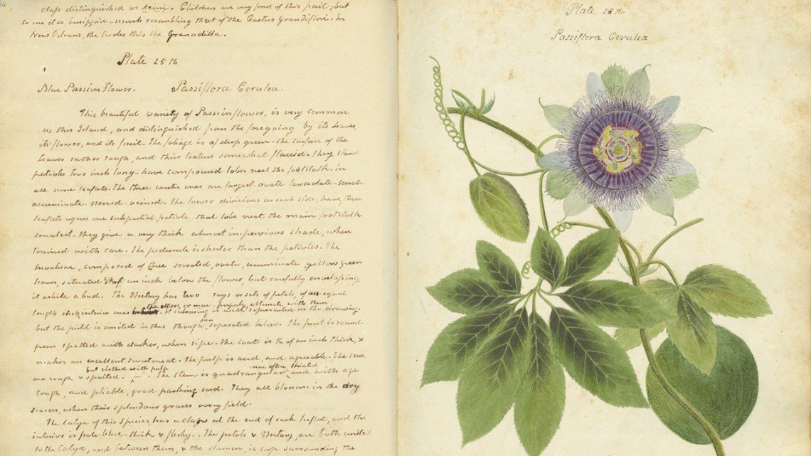 womensart1's tweet photo. Anne Kingsbury Wollstonecraft, sister-in-law of Mary and aunt of author Mary Shelly, was a botanist, naturalist, botanical illustrator, and women's rights advocate. Her manuscript on plant specimens (1828) was rediscovered recently #womensart https://t.co/mEk6YTBuhL