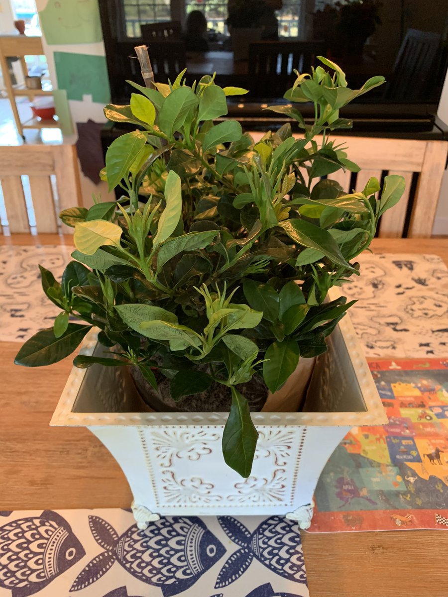 ShawnaMalkoff's tweet photo. @BrownNeurology thank you for the beautiful plant, I feel lucky to be part of this great group of people! https://t.co/uigu9tE8SI