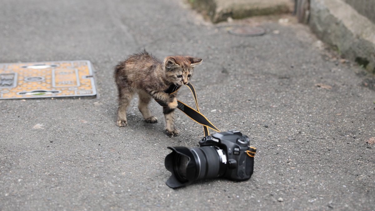 高いカメラが子猫さんに引きずられてしまっている様子が切ないけど可愛い 泥棒猫史上最高額の獲物かも Togetter