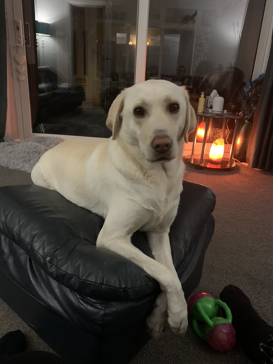 #drop_your_beautiful_dog_challenge 🏆💕💕