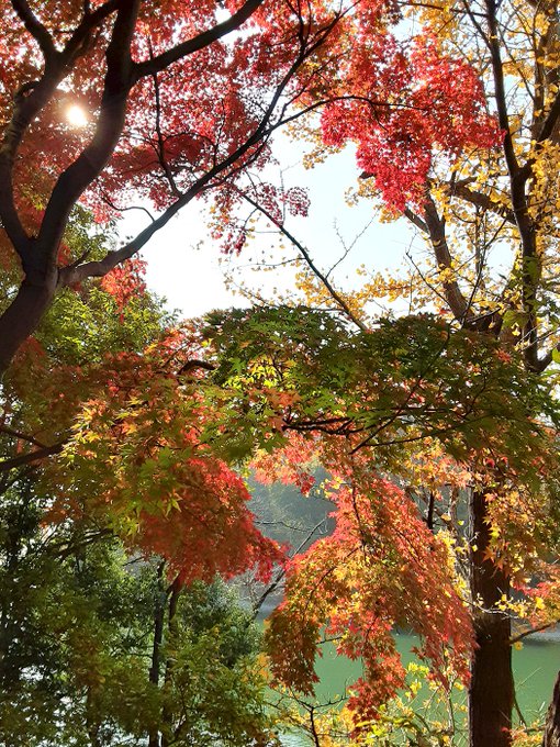 おそとのよーじついでにたまこいってきました🚗
みどりからあかのグラデーションがすっごいきれいだったー٩(๑'ڡ`๑)۶まんぞくまんぞく🍁🍂
多摩湖 https://t.co/GxgHXunF0F 