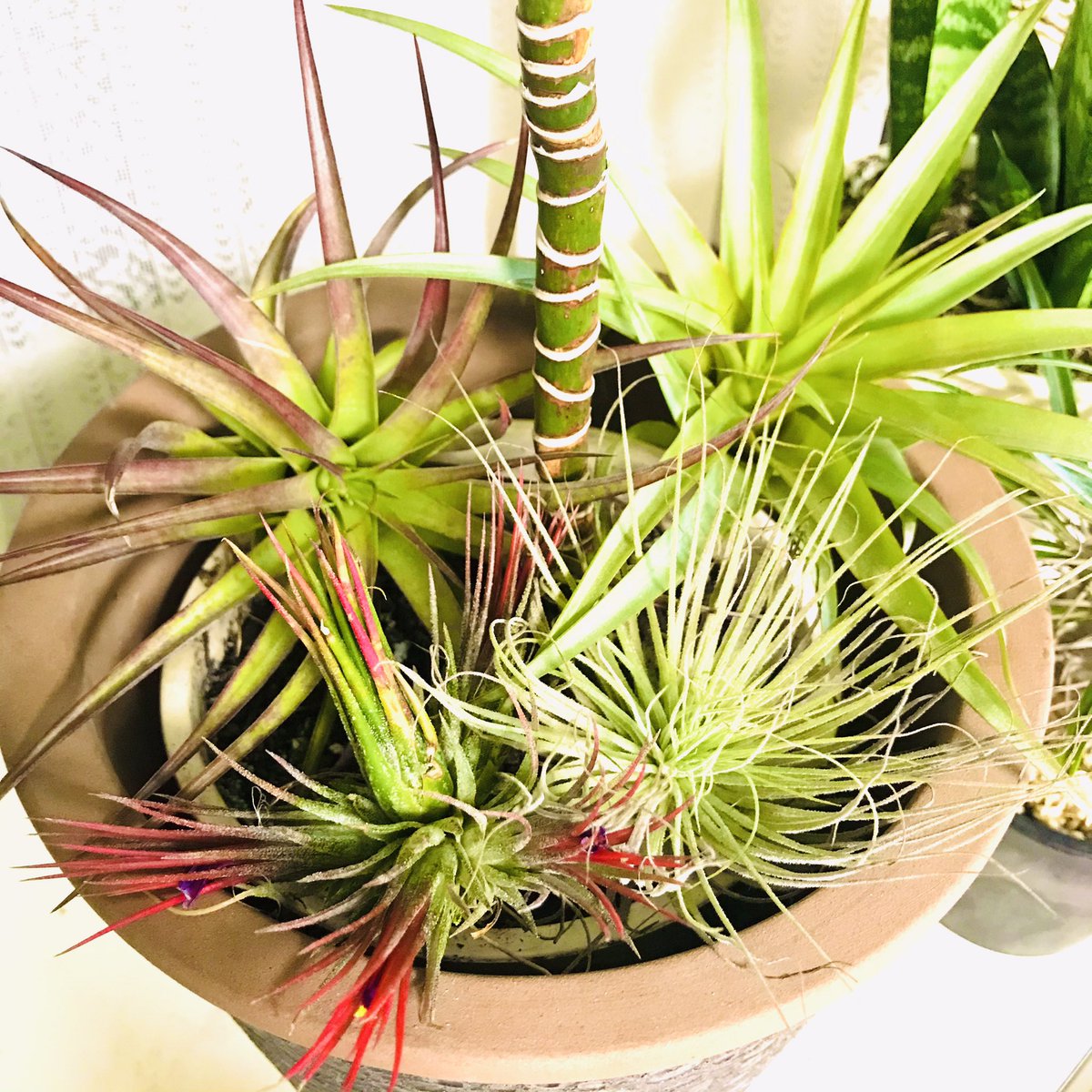 アオワーネッキー