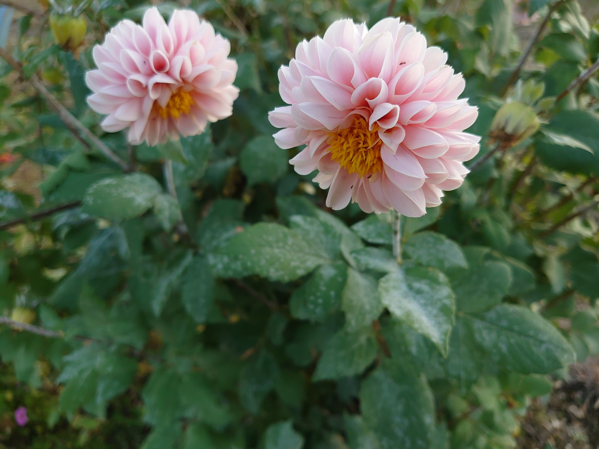 Yamato ダリアの葉っぱが白い うどんこ病かな ダリア うどんこ病 T Co Qq92updula Twitter