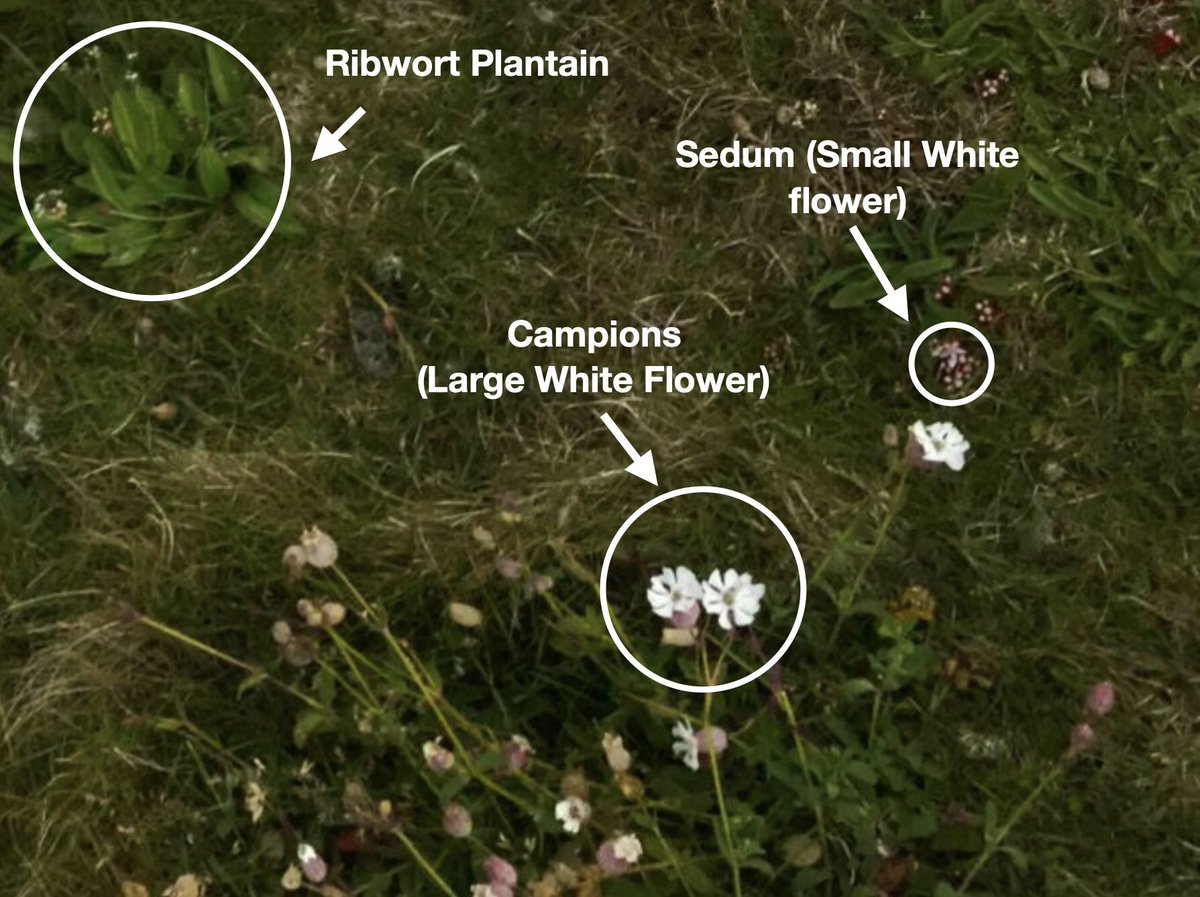 #FactFriday: According to <a href="/BioDataCentre/">Biodiversity Ireland</a> there are over 112 different species of flowering plants of #Inishtrahull. 

The photo below shows three examples of the island’s flowers:

📌 Campions (Large white flowers). 
📌 Sedum (Small White flower)
📌 Ribwort Plantain (Top left).