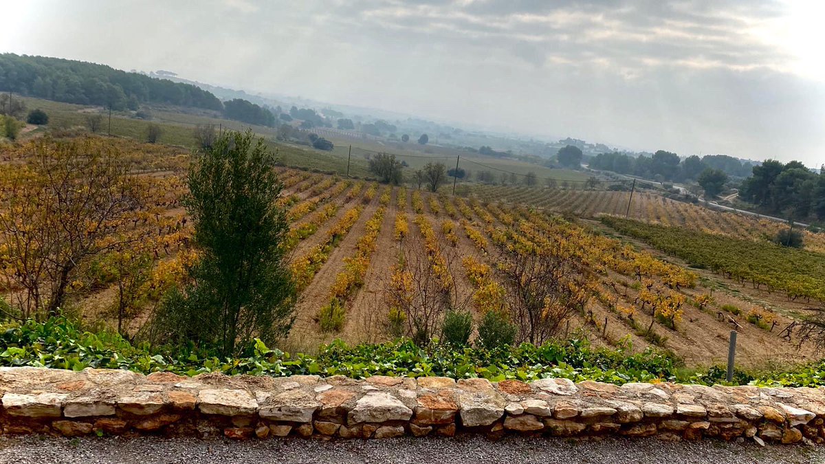 Amb l’arribada de la #tardor els pàmpols ja han canviat de color. Repòs a la #vinya. 

El fred, cada cop més proper, farà que les acabi perdent totes durant les pròximes setmanes. 🍂

#Unmardevinyes #CavaBerdie #GermansJovani #Penedes