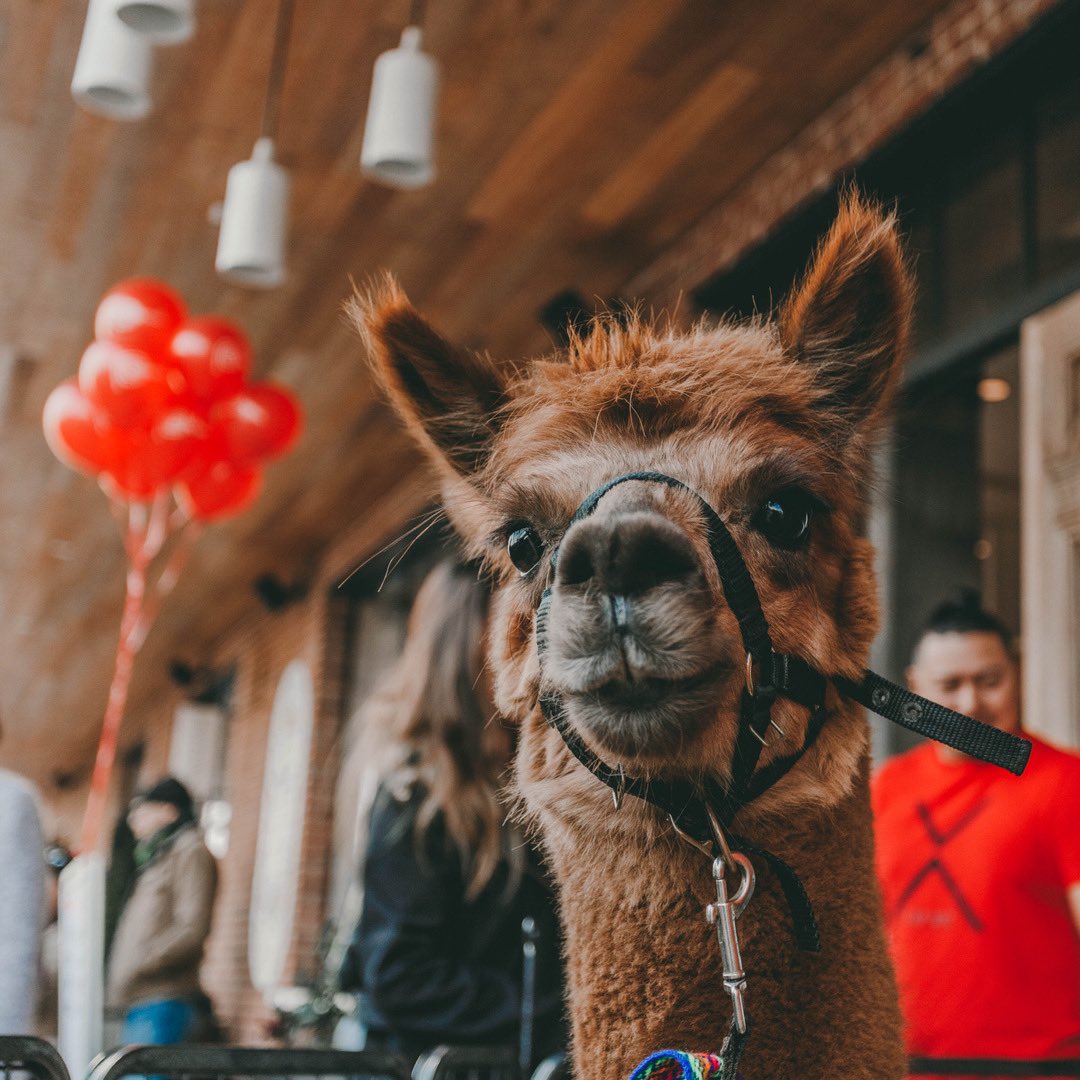 perubrothers's tweet photo. #PeruvianAlpacas + #PeruvianBrothers #FoodTruck = Safe way to socially celebrate any occasion. 👌🏽🦙🇵🇪 ⁣
⁣
🇵🇪 @LaCosechaDC⁣⁣⁣⁣
📍1280 4th St NE, DC⁣⁣⁣⁣
⏰ 10AM - 9PM⁣⁣
🍹Happy Hour 4-6pm🍹⁣⁣
⁣⁣
🇵🇪 The Stand⁣⁣⁣
📍 1601 Crystal Drive, VA⁣⁣⁣⁣
⏰ 10AM - 6PM https://t.co/C05u7VR92D