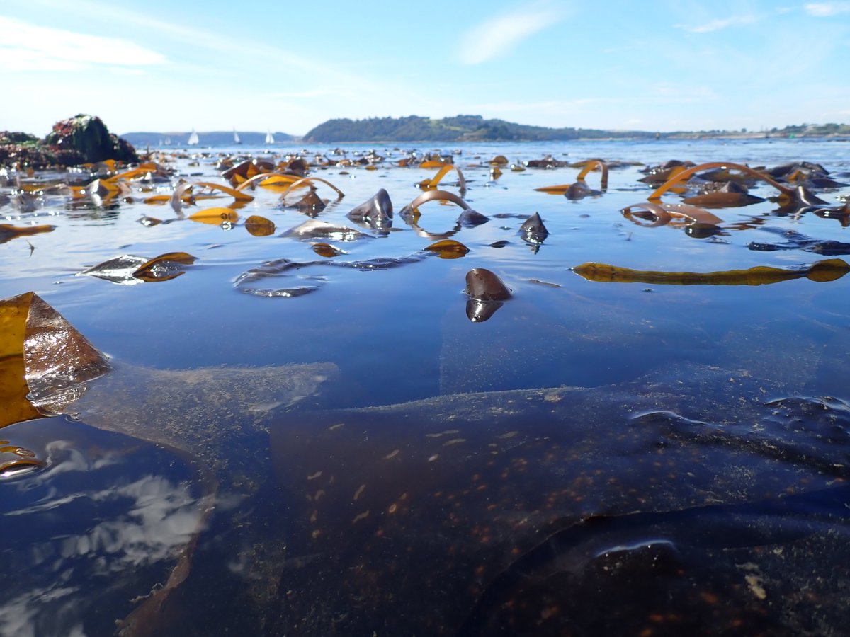 nora_mare's tweet photo. Through the year with #Saccorhiza polyschides: #Fieldwork pictures from the same sample site in July vs. November (early this week with the #BEECH team). S. poly is a pseudo-annual species and lives for about 12-18 months 🌱🌊⏰ #kelp #seaweed https://t.co/uu9LVHX3Dz