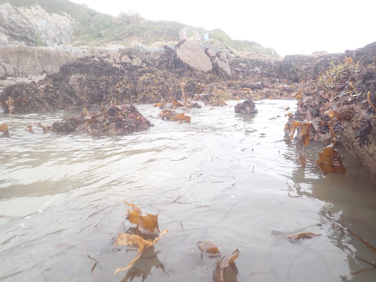 nora_mare's tweet photo. Through the year with #Saccorhiza polyschides: #Fieldwork pictures from the same sample site in July vs. November (early this week with the #BEECH team). S. poly is a pseudo-annual species and lives for about 12-18 months 🌱🌊⏰ #kelp #seaweed https://t.co/uu9LVHX3Dz