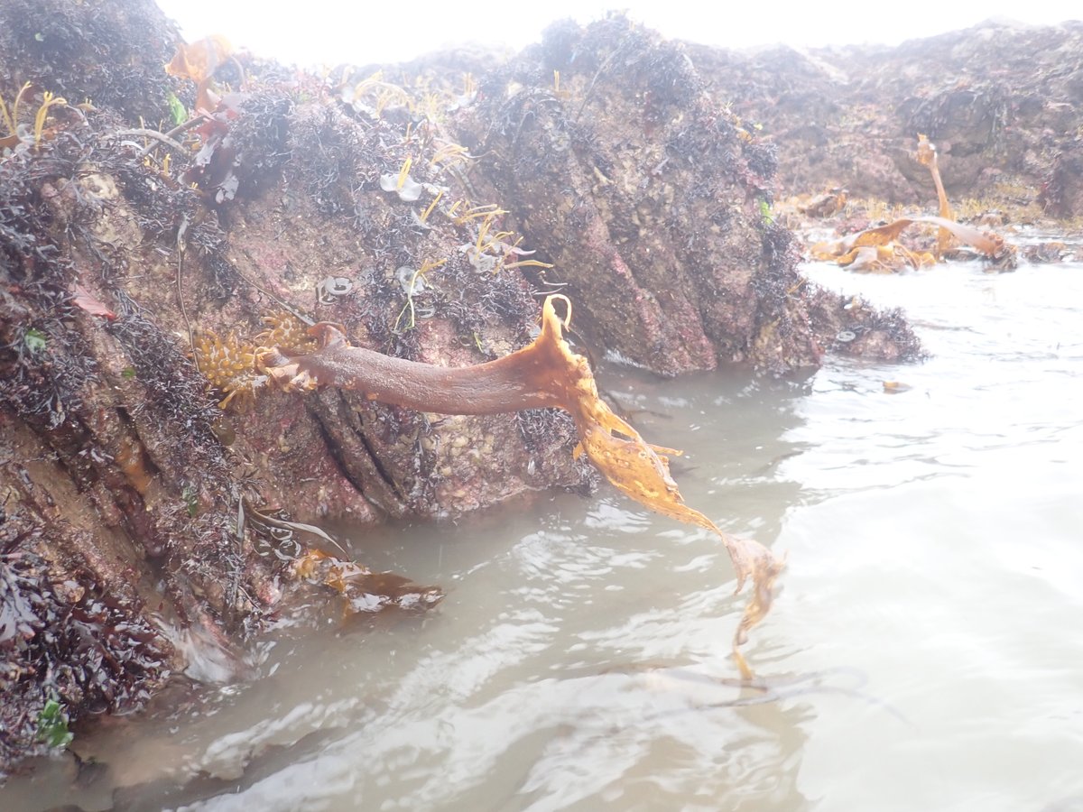 nora_mare's tweet photo. Through the year with #Saccorhiza polyschides: #Fieldwork pictures from the same sample site in July vs. November (early this week with the #BEECH team). S. poly is a pseudo-annual species and lives for about 12-18 months 🌱🌊⏰ #kelp #seaweed https://t.co/uu9LVHX3Dz