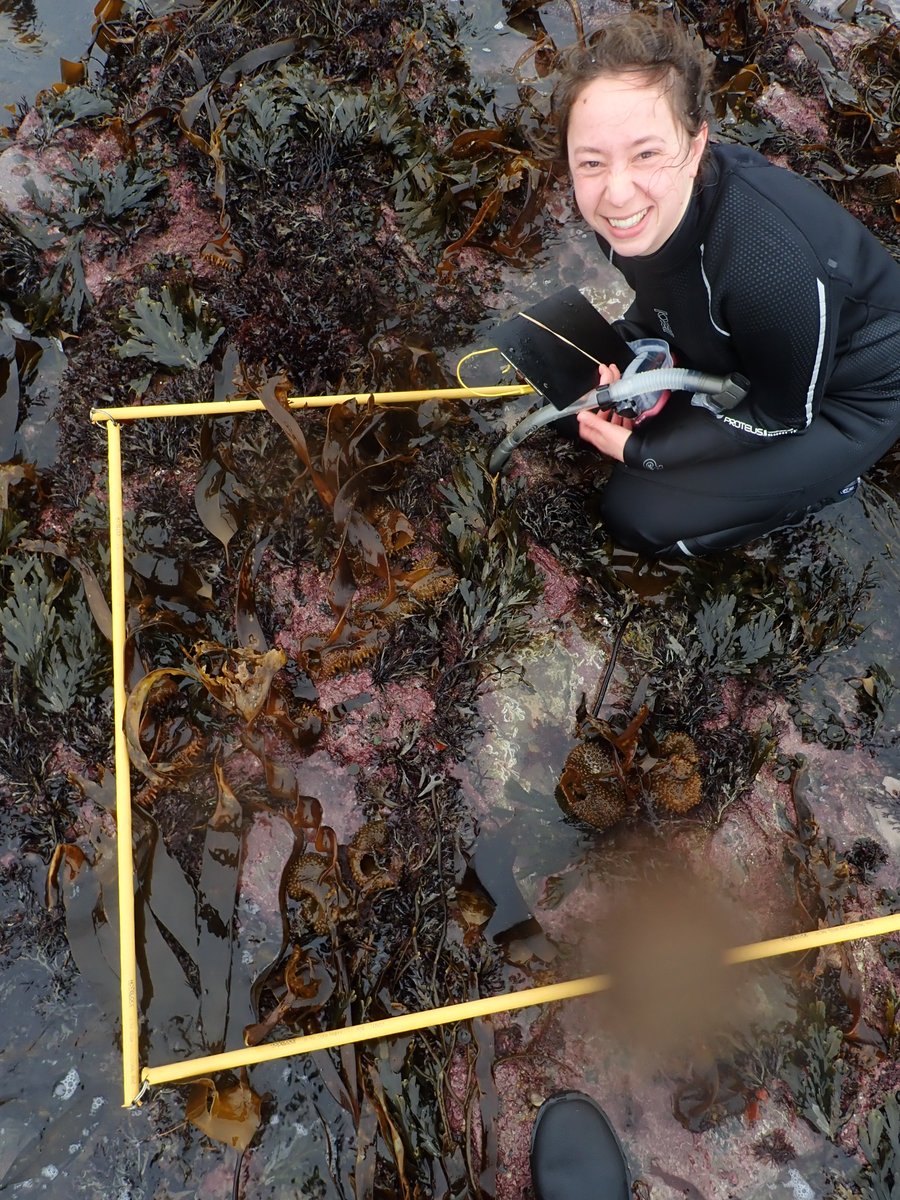 nora_mare's tweet photo. Through the year with #Saccorhiza polyschides: #Fieldwork pictures from the same sample site in July vs. November (early this week with the #BEECH team). S. poly is a pseudo-annual species and lives for about 12-18 months 🌱🌊⏰ #kelp #seaweed https://t.co/uu9LVHX3Dz