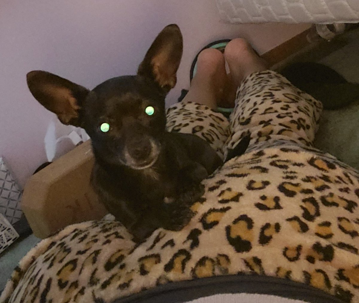 positivezen3's tweet photo. Casually in her favorite spot 😂 https://t.co/e9v7j9pbP5