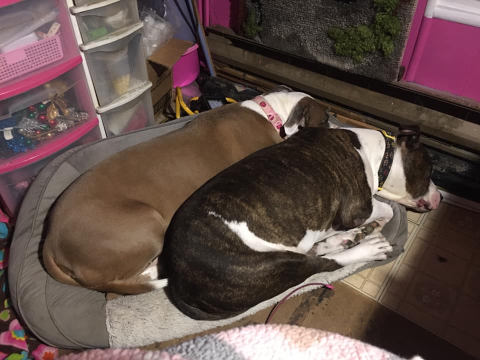 TherapyDogsInt's tweet photo. #TDIDogsWorkingFromHome
#KeepingInTouch
#VisitingInADifferentWay
TDI Dog Bella (light brown and white) hanging out in my office and sharing a bed with her brother Sarge! https://t.co/SNSd6fAaXD