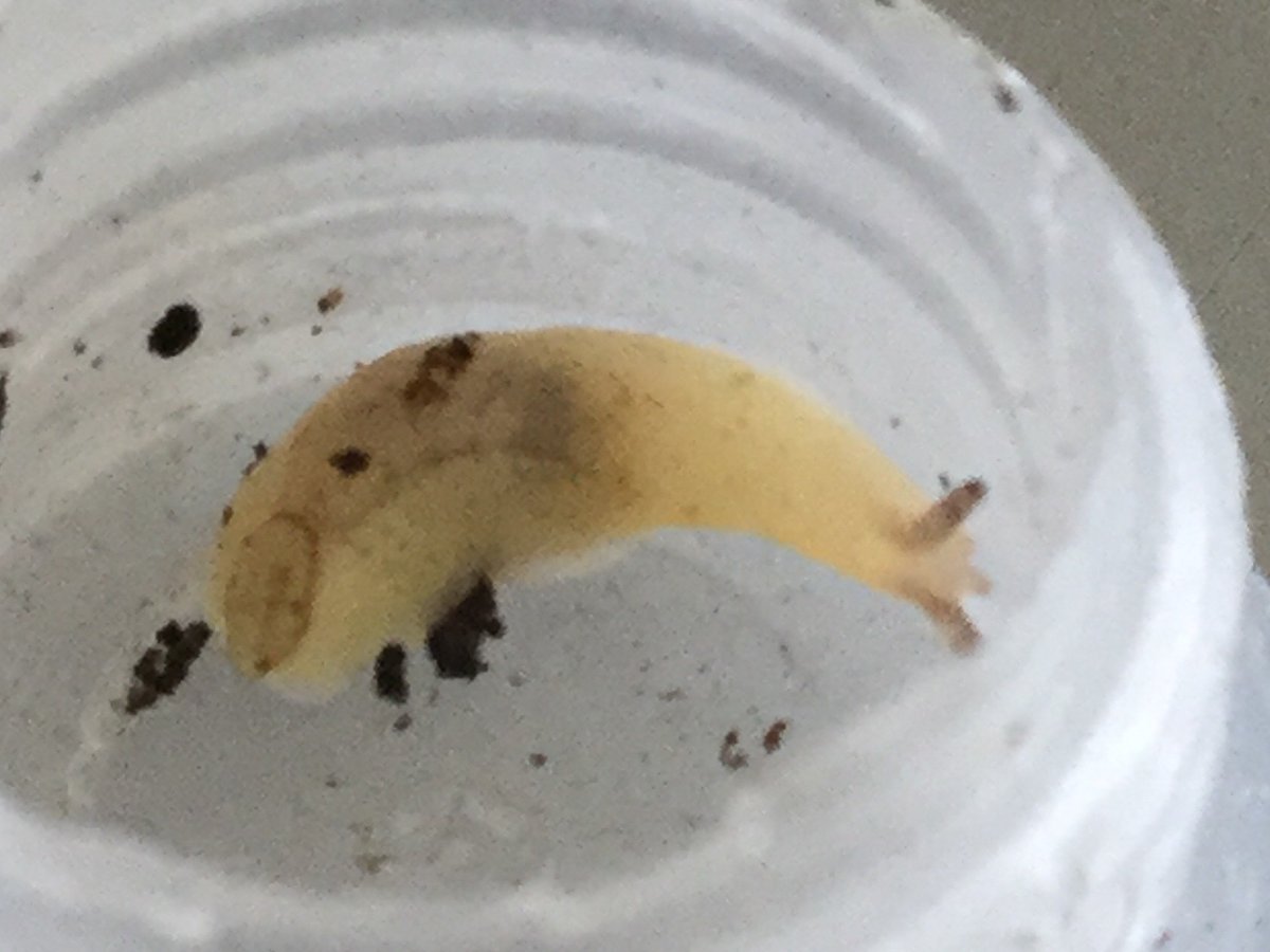 sambbryo's tweet photo. During my lunchbreak I achieved a lifelong ambition of seeing a Shelled Slug. It’s very small, just 1cm long, but the flat shell, non-acute dorsal grooves, and relatively little dark speckling all seem to suggest Testacella tenuipenis. Nature always brightens a dull day! https://t.co/FTKB3B22Ps