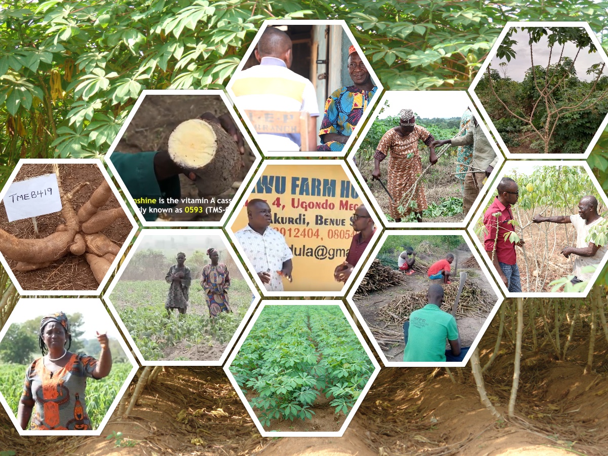 CassavaMatters's tweet photo. #ImprovedVarieties + #SixSteps = Rich, beautiful, healthy & profit-assuring #cassava farm.
What do these improved varieties look like? What do farmers think about them?
Find out today Thursday by 5.30 on Cassava Matters 📺 showing on @bcos_tv, and https://t.co/uU11kawKfl https://t.co/Xl2KhuE9I6