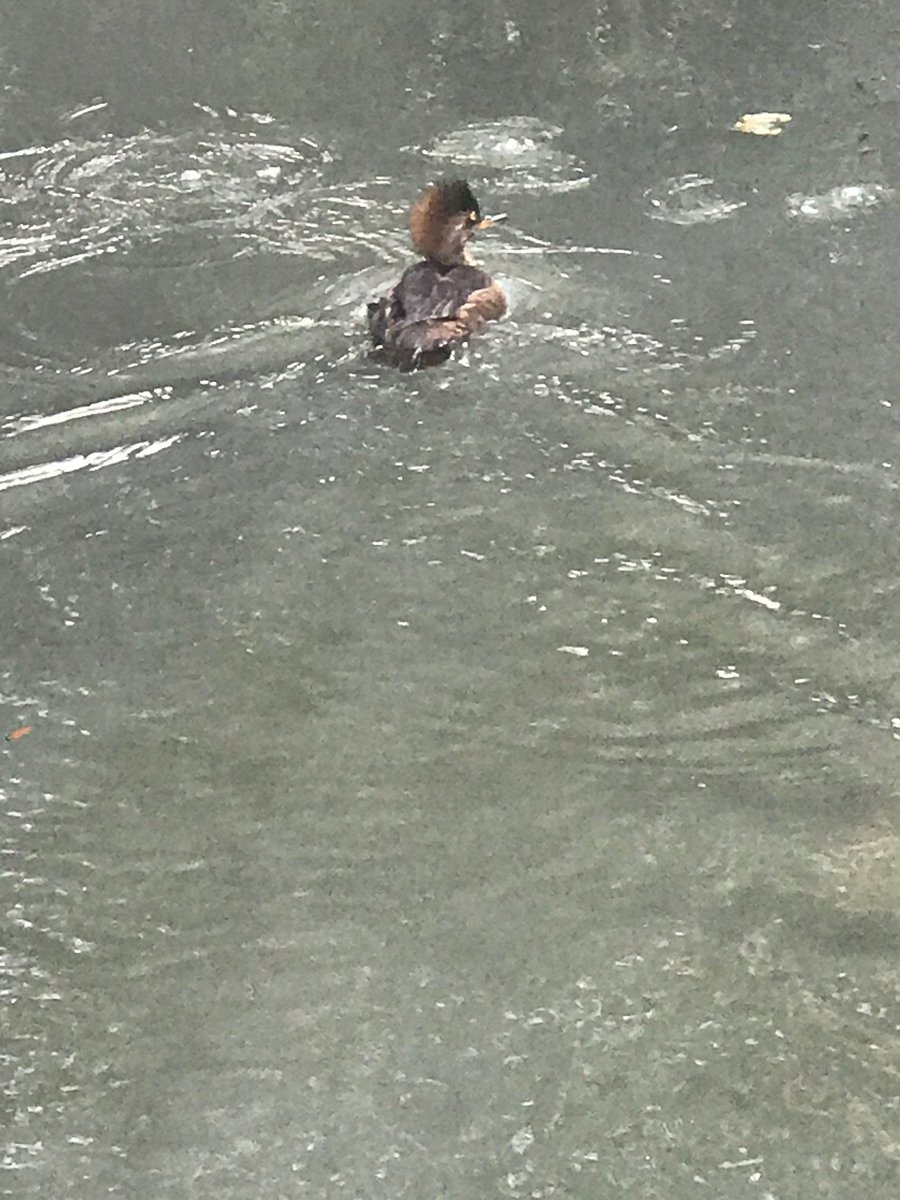 delstonejr's tweet image. Three slices of my tiny life: 1. May 20, merganser swims away from perfect photo op. 2. Raccoons can read signs, apparently. 3. Ferry Park native. #birdwatching #turtlenest #merganser #heron