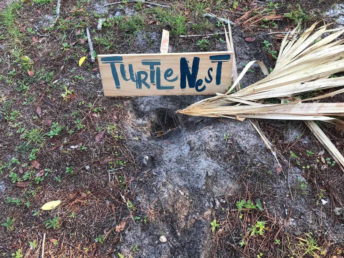 delstonejr's tweet image. Three slices of my tiny life: 1. May 20, merganser swims away from perfect photo op. 2. Raccoons can read signs, apparently. 3. Ferry Park native. #birdwatching #turtlenest #merganser #heron