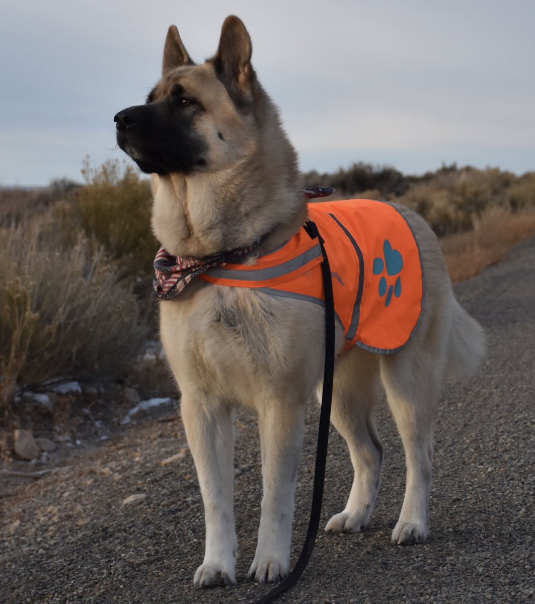 ellierozelle's tweet photo. My gorgeous pupper 😍🥰 #ilovemymishka #akitamix #akitasoftwitter #gorgeous #dogs #orange #blazeorange #raynedropsonroses https://t.co/zV1tK8VCNi
