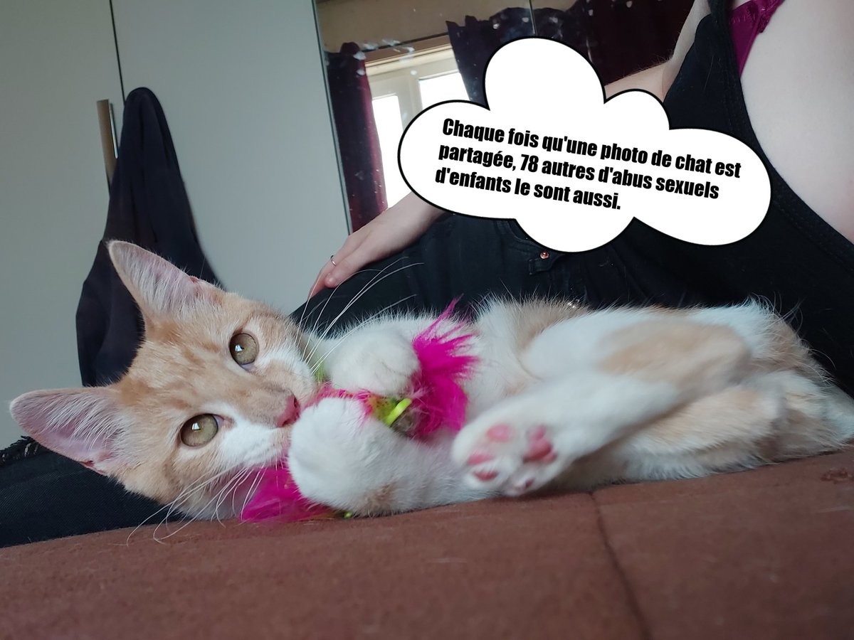 Manonolita14's tweet photo. 📢 Journée Européenne pour la protection des enfants contre l'exploitation et les abus sexuels. (18/11) 📢

1 photo de chat = 78 photos d'exploitation d'enfants. 

Pour prévenir de tout ca, @ChildFocusFR vous demande de poster des photos de vos chats avec le #CatsForKids 🐈

#RT https://t.co/AC92tCrEAp