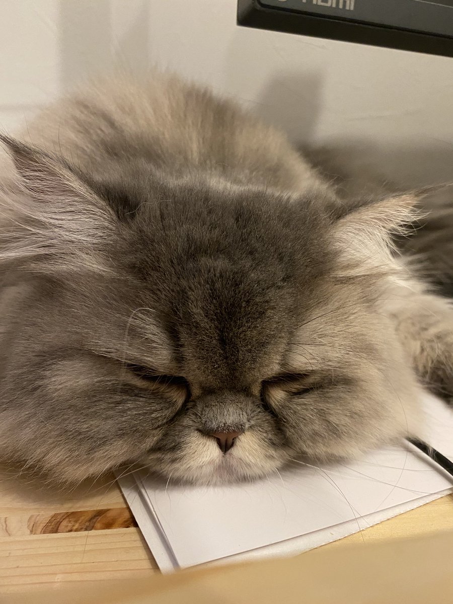 しらす ミヌエット בטוויטר ぶちゃーっとするとかおなし 猫 しらす 日常 ふわふわ ぶさ猫 ぶちゃかわ 鼻ぺちゃ ペット ミヌエット ペルシャ マンチカン かわいい 子猫 新米 飼い主 猫好き 猫がいる暮らし 猫好きさんと繋がりたい T Co