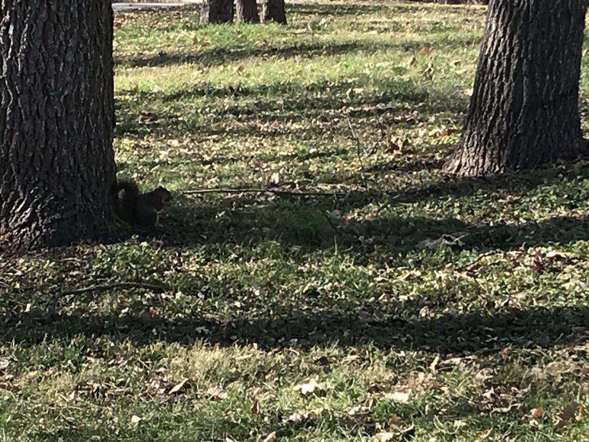 glesoing2's tweet photo. After the workshop yesterday that John Porter led, I went for a walk over lunch and saw this squirrel along the walking trail in Hickman looking for nuts. Good to enjoy the nice November weather this week and see nature when you can โฆ@UNLExtensionโฉ #NebExtNature https://t.co/CeTLDuaC9n