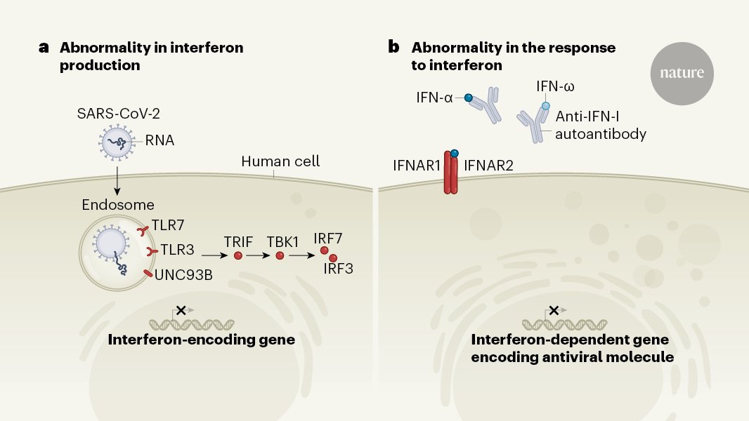 Nature News & Views (@naturenv) on Twitter photo What determines COVID-19 disease severity? One key factor that affects whether life-threatening illness develops has been identified. Learn more in a terrific N&V by Eric Meffre & <a href="/VirusesImmunity/">Prof. Akiko Iwasaki</a> go.nature.com/38TZyP3 What determines COVID-19 disease severity? One key factor that affects whether life-threatening illness develops has been identified. Learn more in a terrific N&V by Eric Meffre & <a href="/VirusesImmunity/">Prof. Akiko Iwasaki</a> go.nature.com/38TZyP3