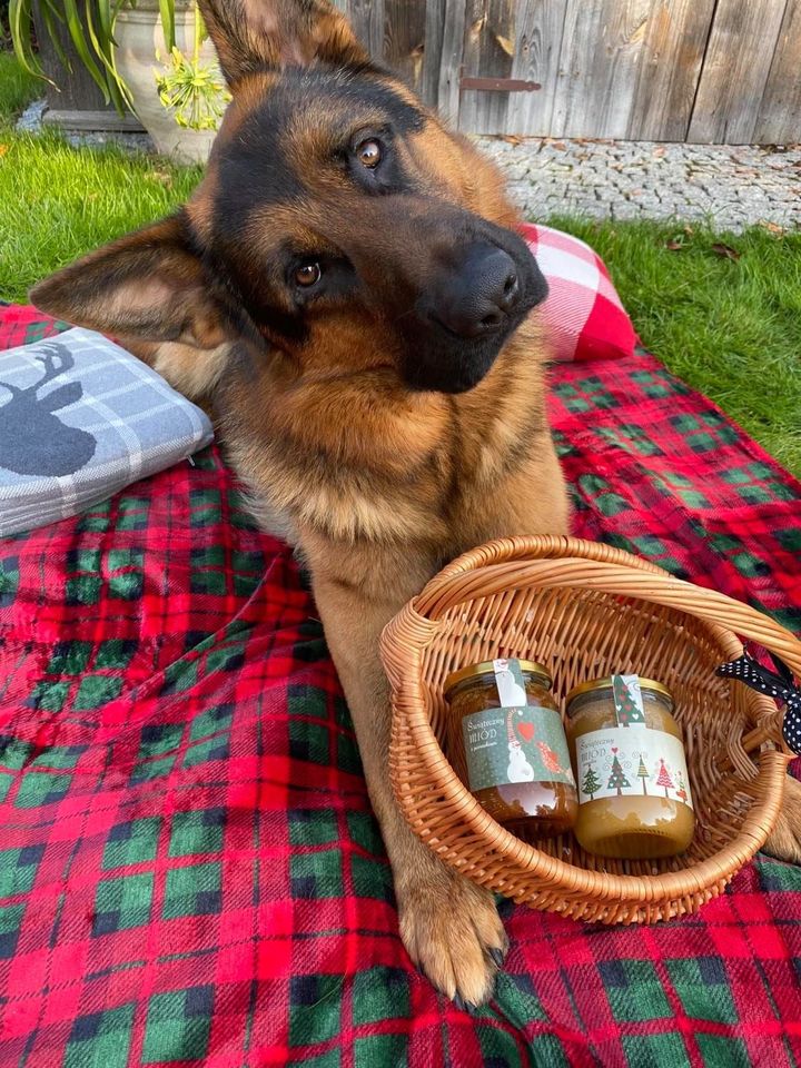 miodowych's tweet photo. Cześć i czołem! Nie ma nic słodszego od naszych pupili... No może miód? NIE. Jednak nie! 🧡🍯🐝

Pamiętajcie, że kochamy nie tylko pszczoły, wszystkie zwierzęta zajmują szczególne miejsce w naszych sercach! ❤❤❤
 
ZAWSZE! 

https://t.co/2C0UGmaMaQ

#7mkpl #miody #honey #animals https://t.co/oCyYdU2Omx