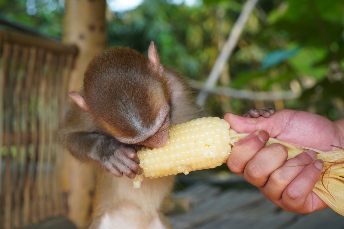 zin_monkey tweet picture