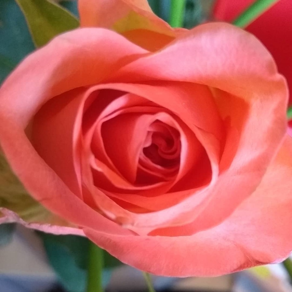 LBasini's tweet image. Long story short I didn't go for a #DailyWalk today. Have a photo of one of the roses I bought yesterday instead! instagr.am/p/CHxqwfVn1R3x…