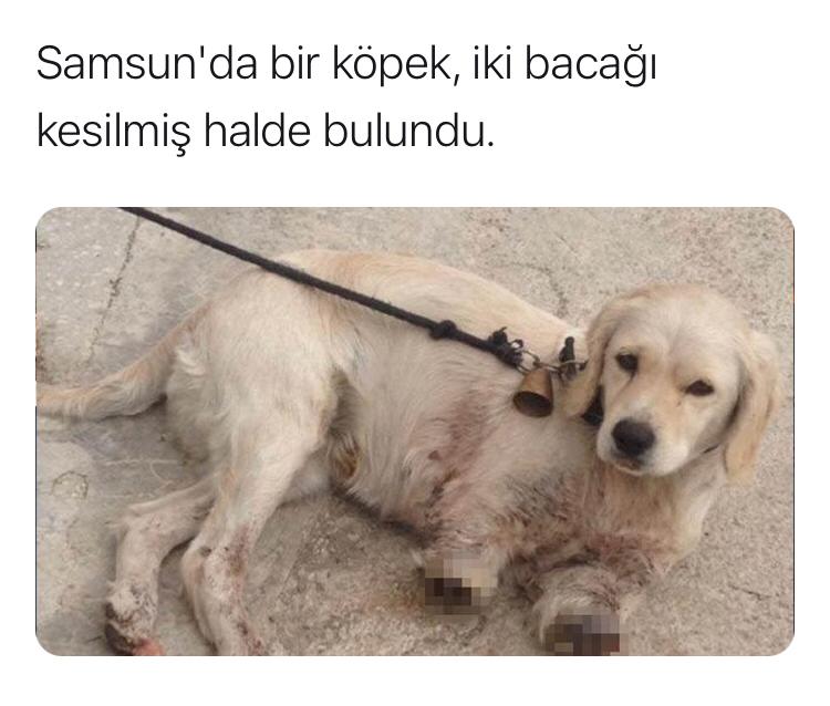 "Bir hayvan asla insan gibi zalim olamaz;
Böylesine ustalıklı, böylesine sanatsal bir zalimlik insanda olur sadece."

Fyodor Dostoyevski