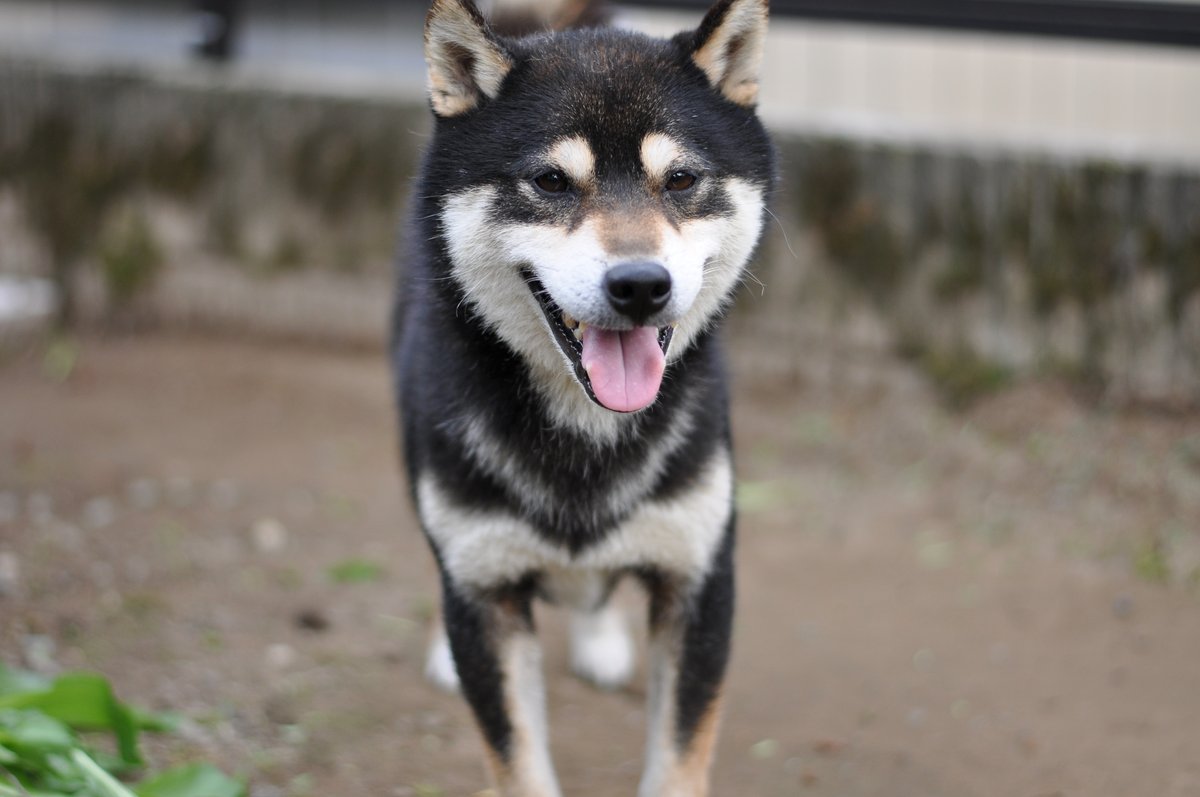 黒柴むく 11月18日の夜 鍵をかけ忘れた門の隙間から抜け出てしまいました 黒い柴犬で首輪はつけていません とても臆病です 何か情報お持ちでしたら リプライいただけるととても助かります よろしくお願いいたします 迷子犬 迷い犬 福井県 福井市