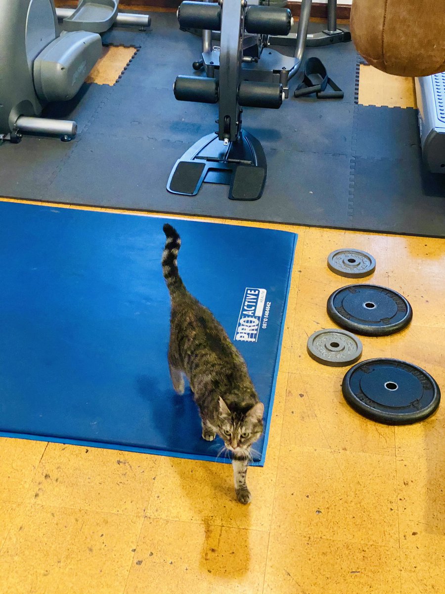 PickliciousF's tweet photo. Another day, another PT cat training session! #PicklePT #PTInTraining https://t.co/aK87Sze6sC