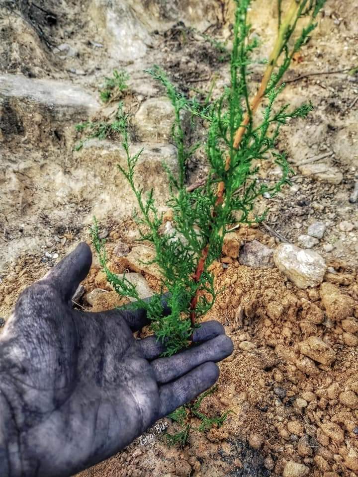 radioalgerie_ar's tweet photo. ✨ اطلاق حملة تشجير وطنية واسعة بعد غد السبت بمشاركة قوية للمواطنين 
🌲🔥🌲 
https://t.co/kVAUzzJ2QH https://t.co/YrfTvDNGfy