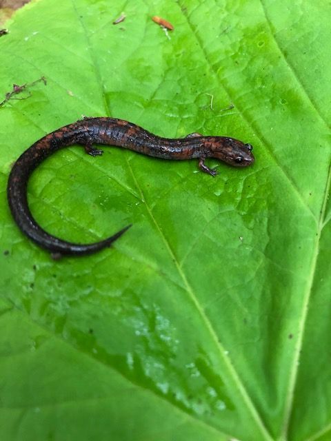 Astro_Cady's tweet photo. Let’s talk about passionate teachers igniting curiosity in learning--Here is a photo of @GfldCommCollege professors & students out in the field finding a salamander of a rare color morph this fall! Thanks to Prof. Amanda Hyde for the photo!
#ThisIsGCC #GCCSTEM #CuriosityVoyage https://t.co/7z3d9E1z68