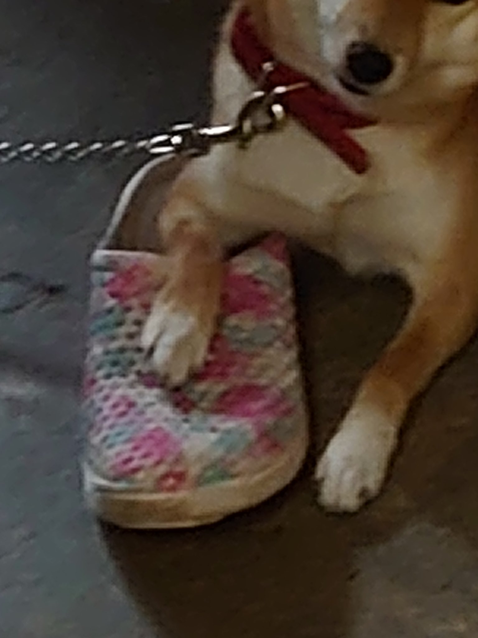 モリヒロ 1歳9ヶ月で体重40キロだと 笑 秋田犬てこんなデカくなるんや うちのワンコ 柴犬の女の子 やけど今月2歳になったばかり 体重は12キロぐらいかな T Co Gv4zcm9hpc Twitter