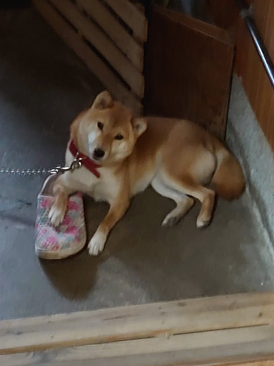 モリヒロ 1歳9ヶ月で体重40キロだと 笑 秋田犬てこんなデカくなるんや うちのワンコ 柴犬の女の子 やけど今月2歳になったばかり 体重は12キロぐらいかな