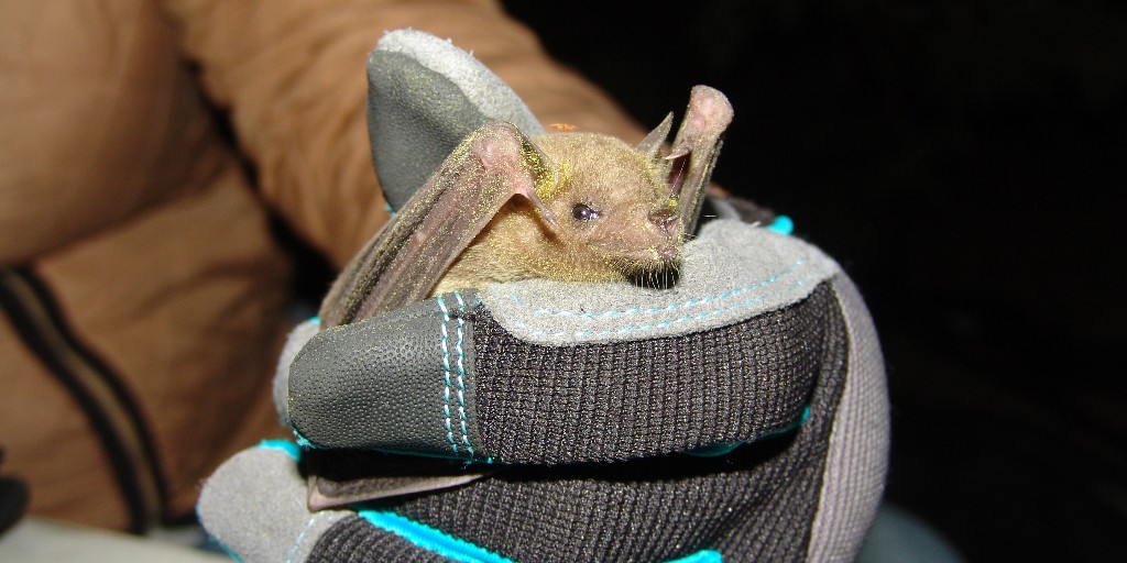 A single cave, Cueva del Diablo, just outside Mexico City, is the only mating roost for the globally endangered Mexican long-nosed bat. We need your help to protect this cave from human activity and save these bats from extinction. Join our effort today! bit.ly/3pIifuN