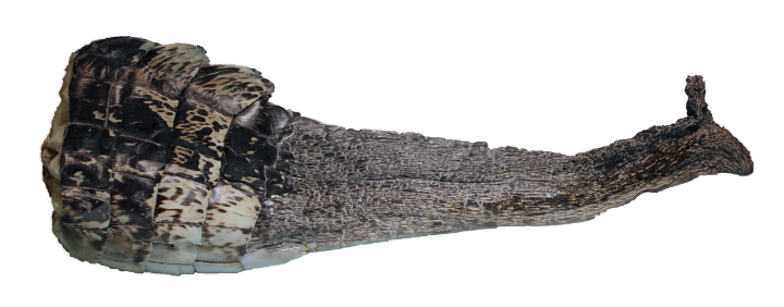 xucindy's tweet photo. Regrown tails are visibly identified by scale coloration, dense scale patterning, and lack of dorsal scutes. https://t.co/adFdXs6rIY