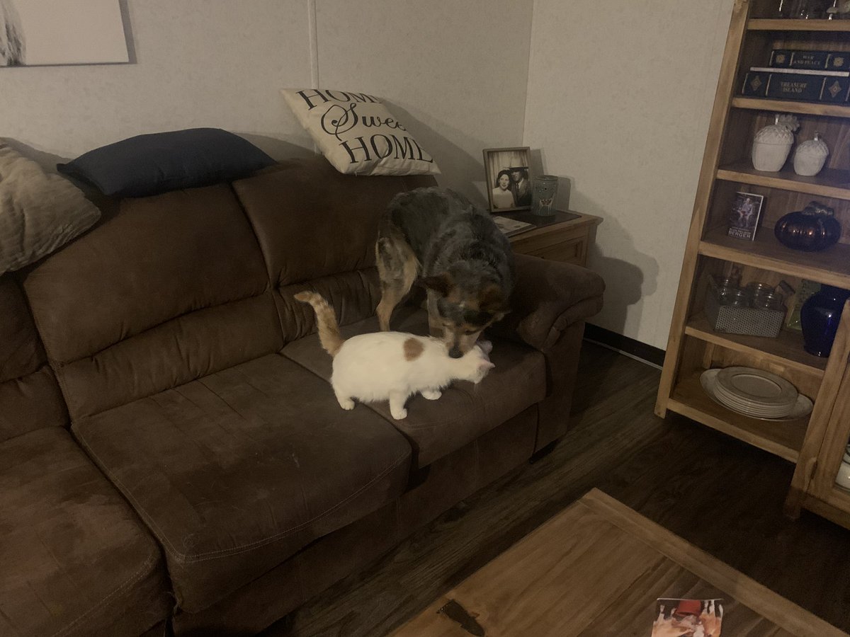 oarlockR's tweet photo. June is auditioning new playmates while the small dog is off at cow college. Iโm not sure if the available candidates can handle what she thinks is fun #blueheeler #ranchkitty #funnydog #ranchlife https://t.co/zhl3LBR0U1